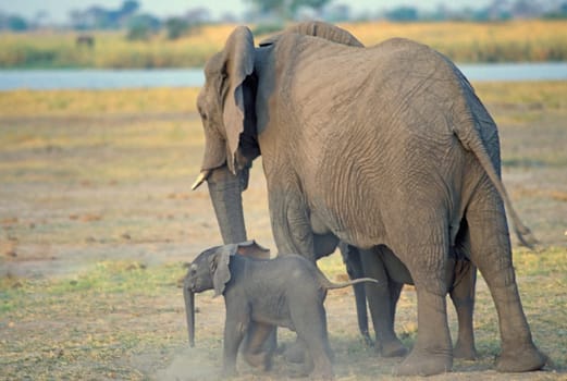 Elephant cow and calf on Chobe River flood plain in Botswana