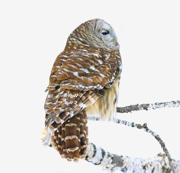 Barred owl