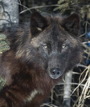 Black timber wolf