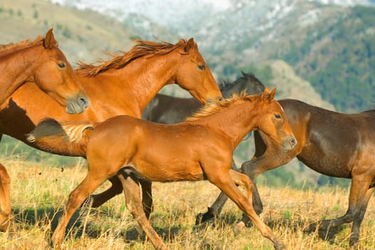 Running Horses