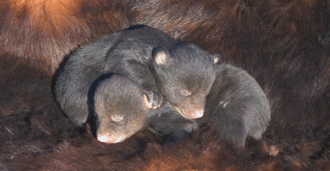 Infant black bear cubs