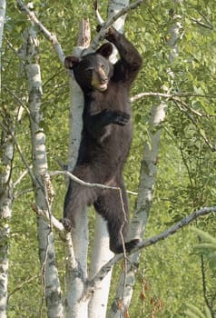 Black bear cub standing in tree