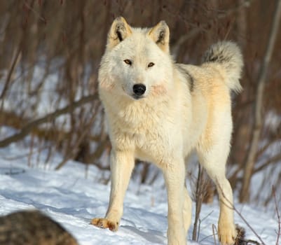 White Timber Wolf