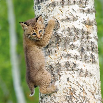 Bobcat kit climbing tree
