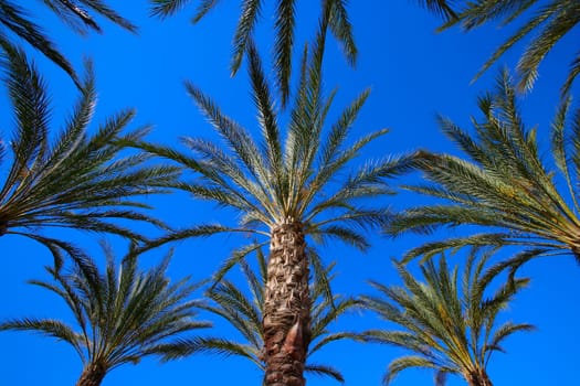 Palm trees