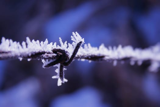 Hoarfrost on barbed wire