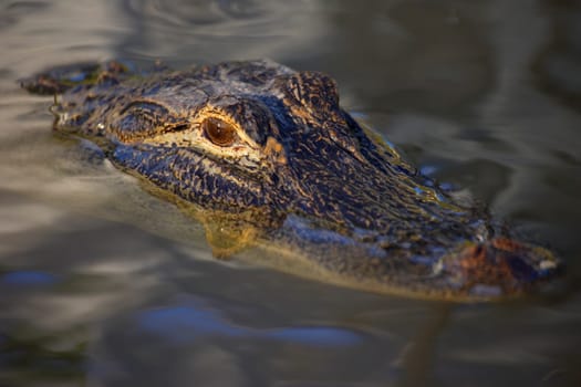 Alligator