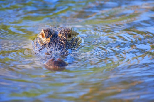 Alligator in water