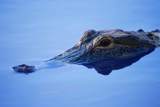 Alligator