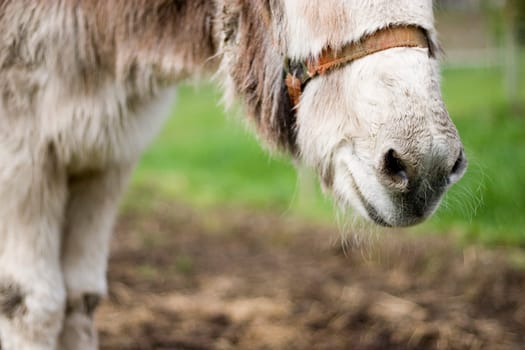 Donkey's nose