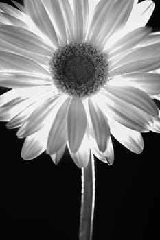 Closeup of daisy