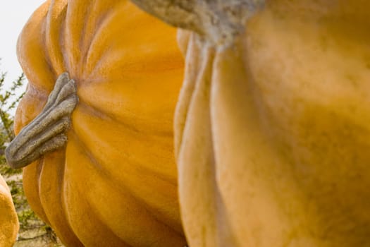Closeup of pumpkins