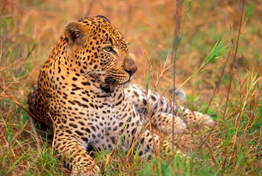 Leopard lying in grass