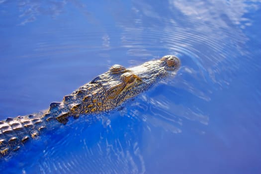 Alligator above water