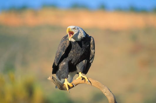 Bald eagle vocalizing