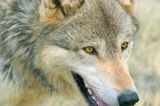 Timber wolf