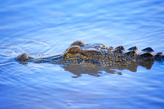 Alligator's eye peering above water