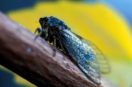 Singing adult Cicada fly