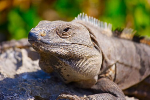 Iguana on rock