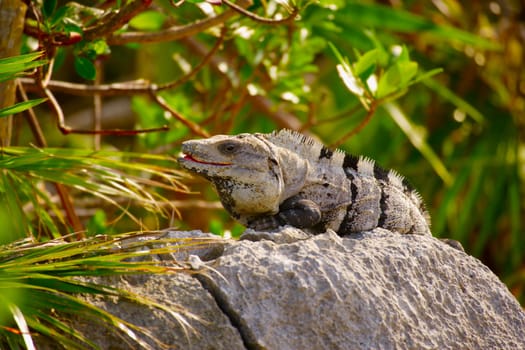 Iguana sunning itself on a rock