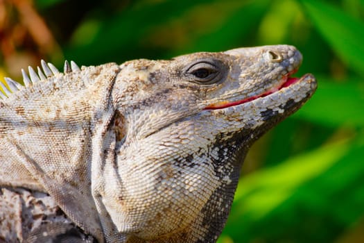 Profile of an iguana