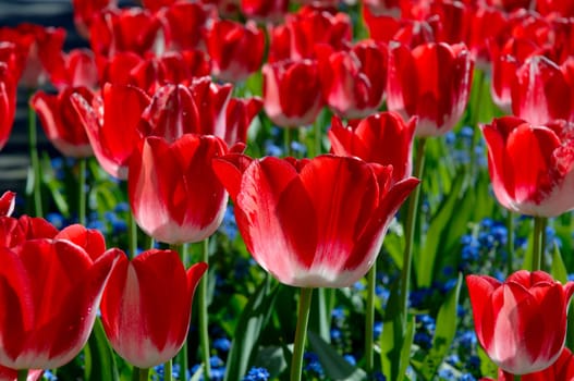 Countless red tulips