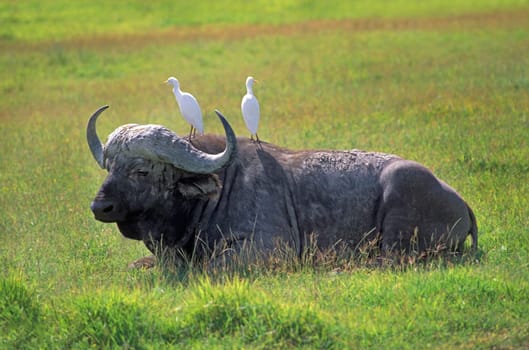 Cape buffalo in Tanzania