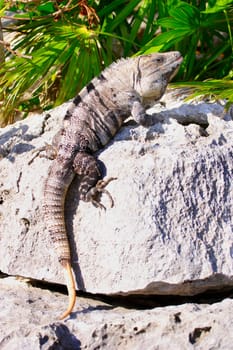 Iguana clinging to a rock