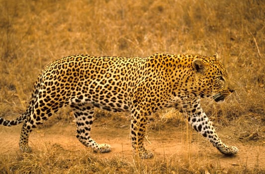 Male leopard
