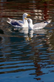Two seagulls together