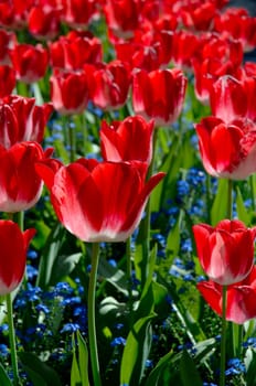 Countless red tulips