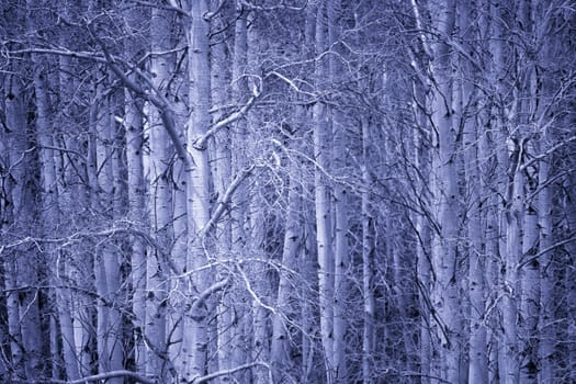 Blue forest