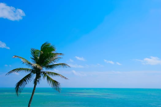Palm tree with ocean
