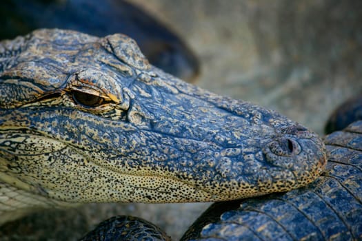 Alligator portrait