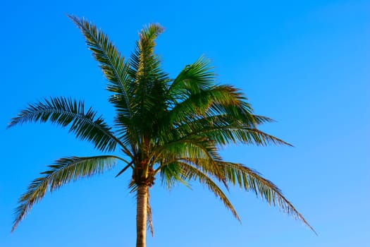 Single palm tree