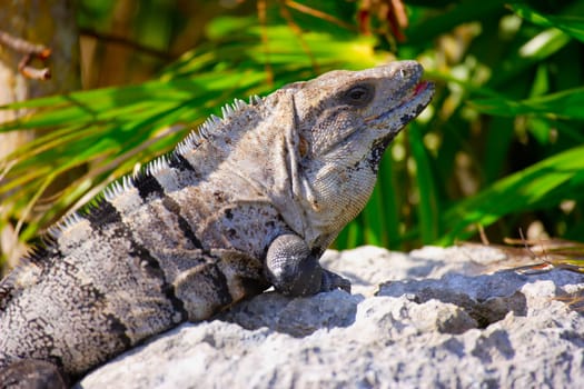 Iguana sunning itself on a rock