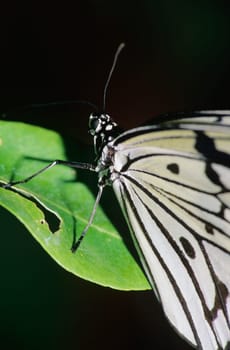 Butterfly on a leaf