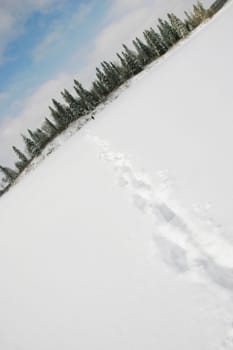 Tracks in the snow