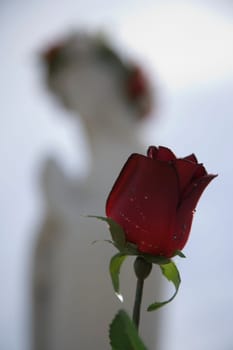 Red rose