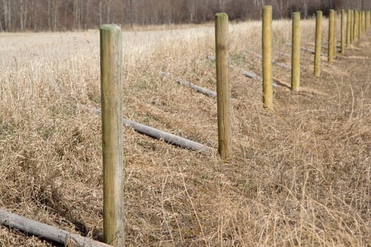 Rural fence posts