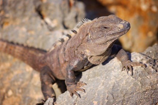 Iguana climbing a rock