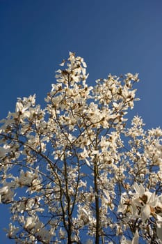 White blossoms