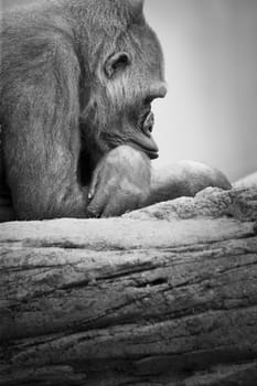 Gorilla resting