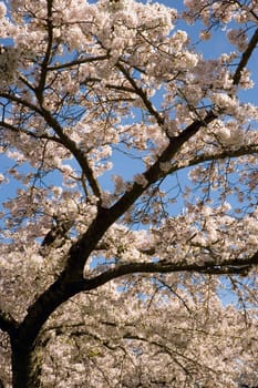 White blossoms