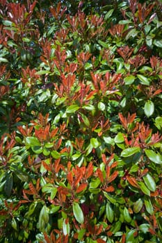 Shrubs