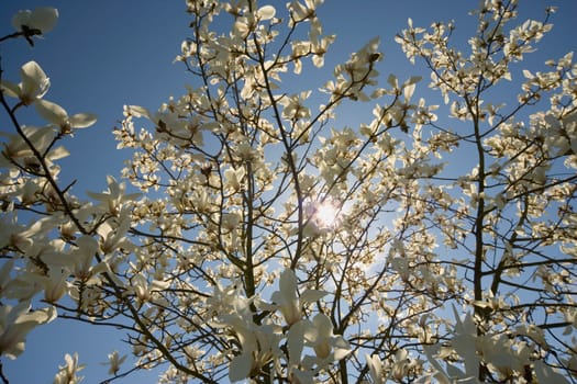 Tree with abundant blossoms