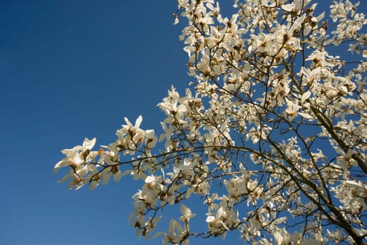 White blossoms