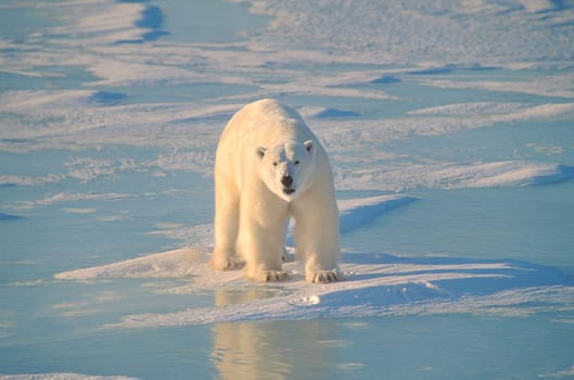 Polar bear on ice