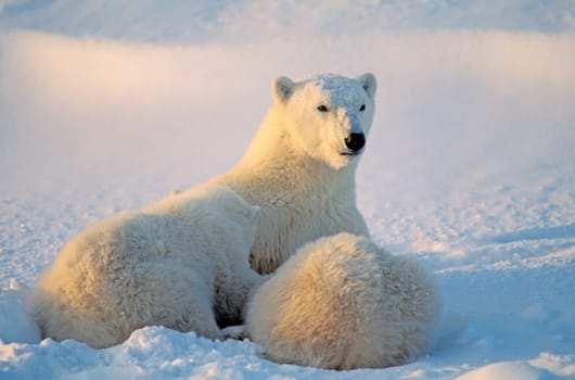 Polar bear with nursing cub