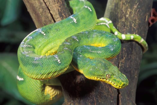 Emerald tree boa